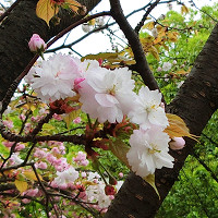 blog05奈良八重桜.jpg