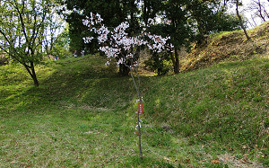 blog61稚木の桜.jpg