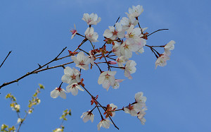 blog62稚木の桜.jpg