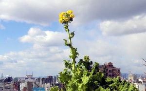 blog菜の花.jpg