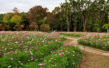 blog15長居植物園.jpg