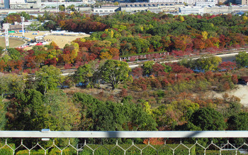 blog80大阪城公園.jpg